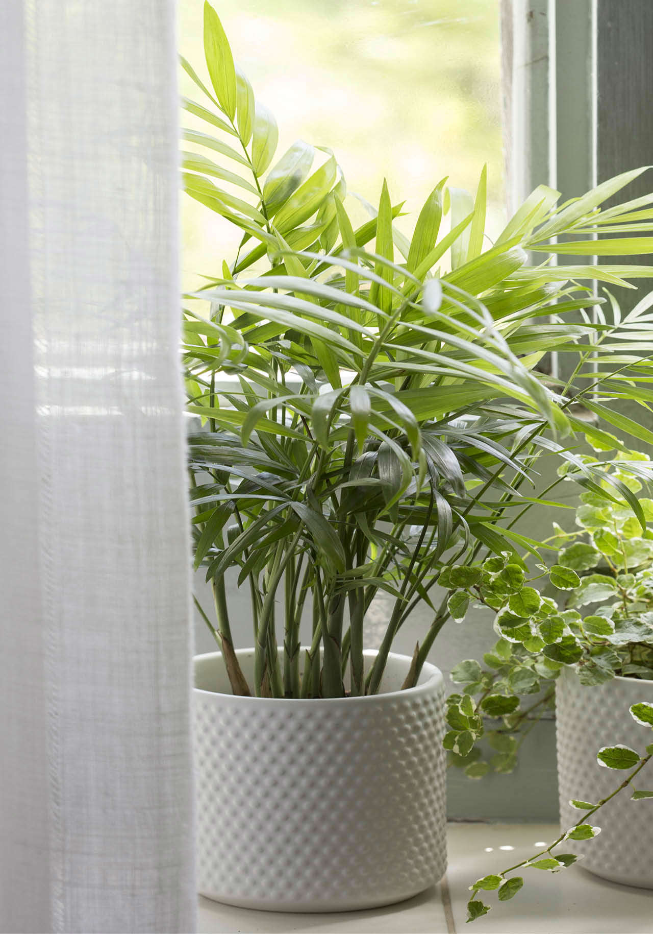 plantas dormitorio palmera de salon