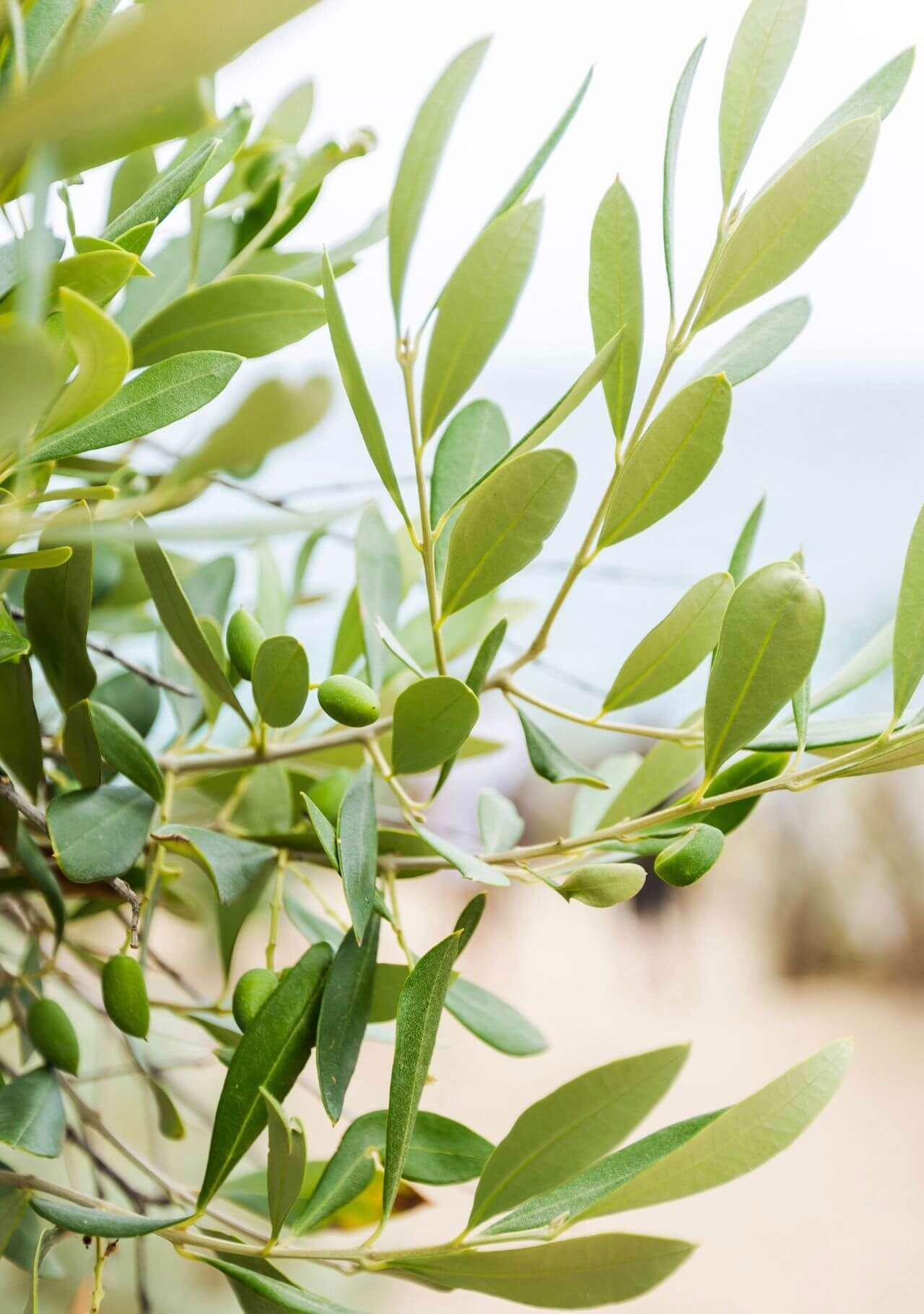 plantas dormitorio olivo