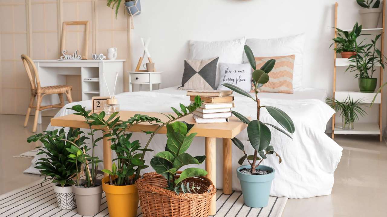 4 plantas que puedes tener en el dormitorio porque purifican el aire (y 4 no tan recomendables)