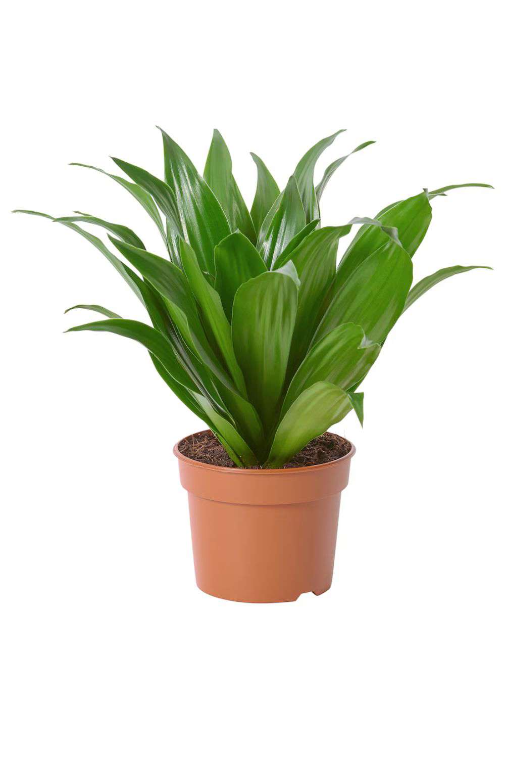 plantas elegantes IKEA dracaena fragans