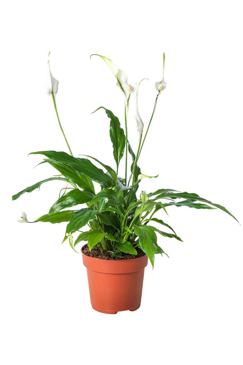 plantas elegantes ikea espatifilo