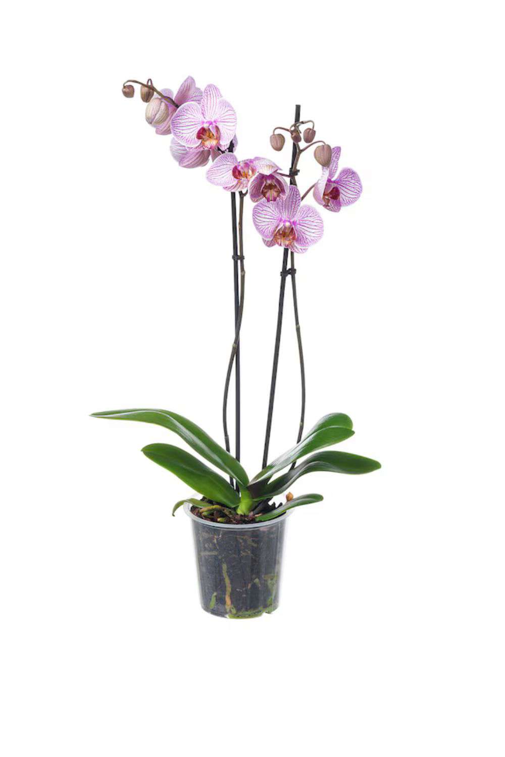plantas elegantes ikea orquidea de dos tallos