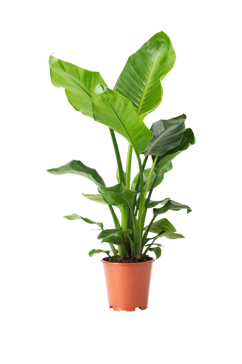 plantas elegantes IKEA Strelitzia