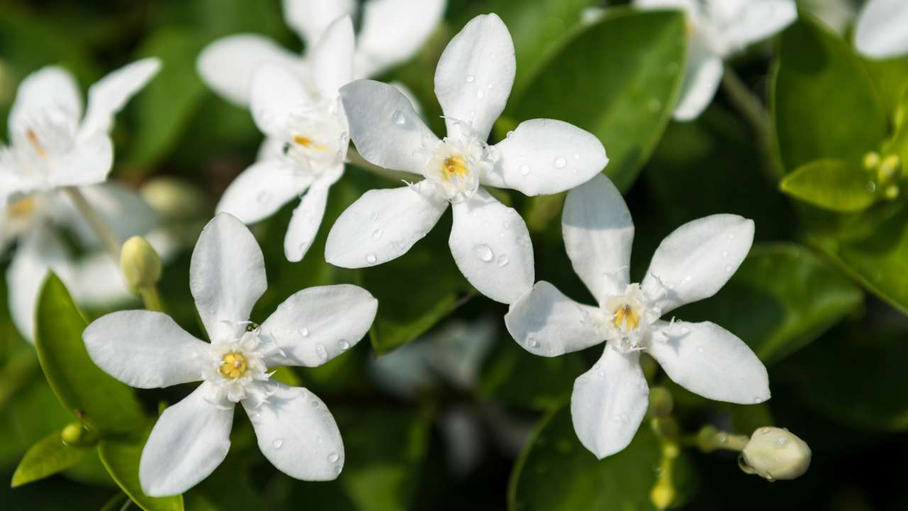 Esta planta con flor, además de ser bonita y oler superbien, también ahuyenta plagas y mosquitos