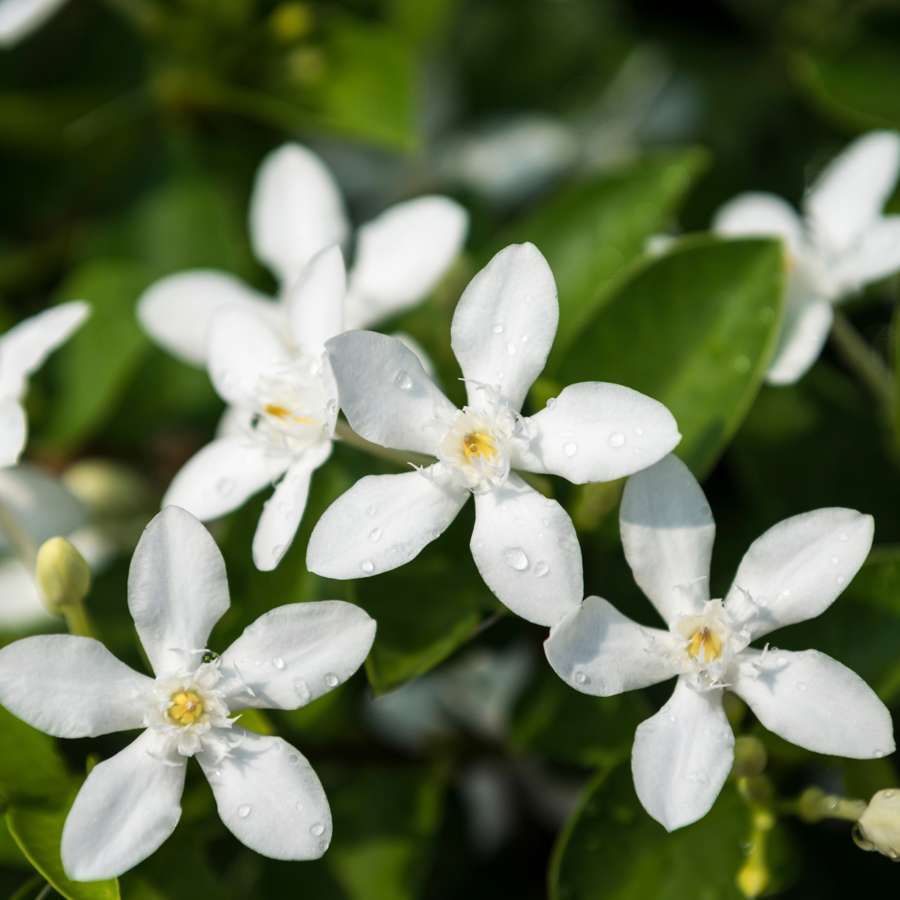 Esta planta con flor, además de ser bonita y oler superbien, también ahuyenta plagas y mosquitos