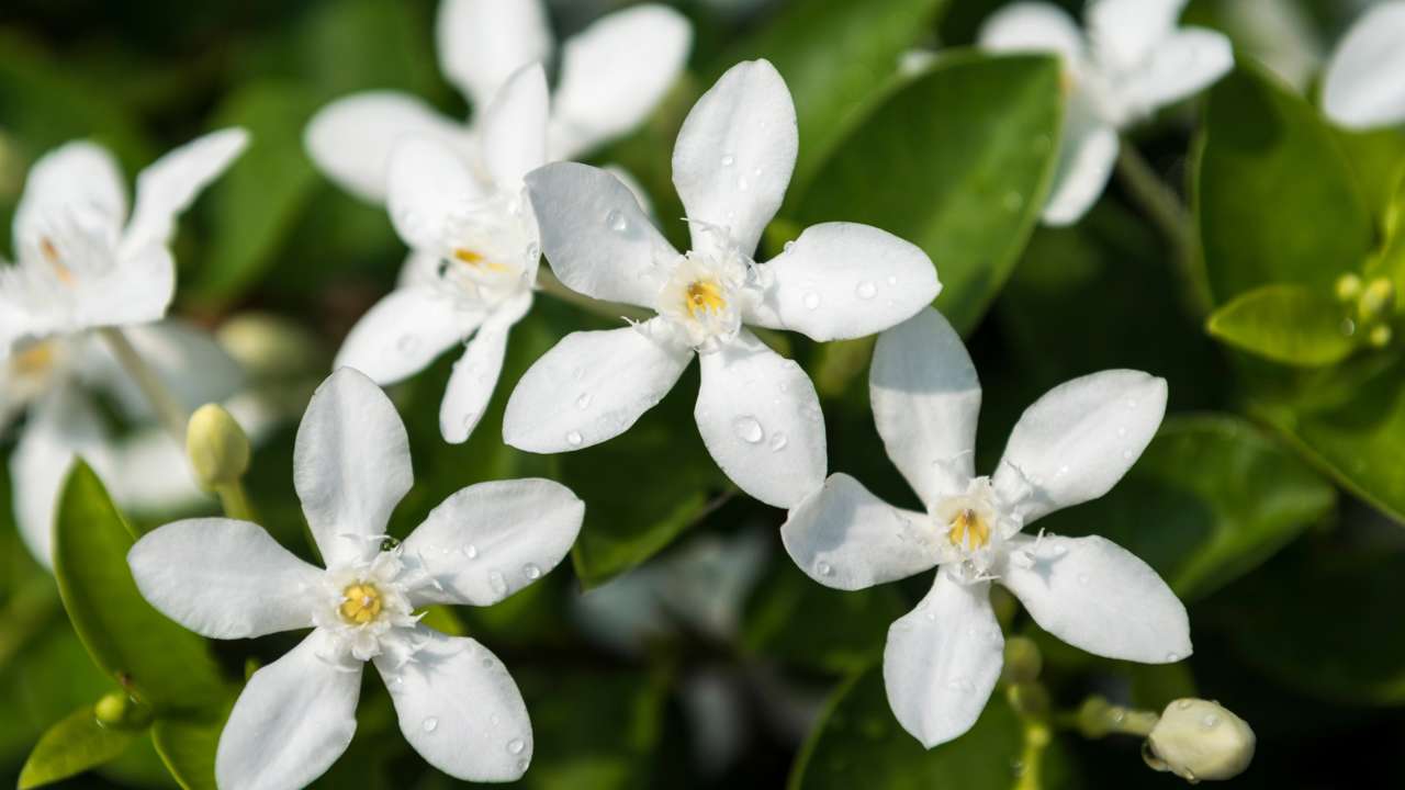 LIDL 'regala' la planta con flor de primavera que resiste a las plagas y ahuyenta a los mosquitos por menos de 10€