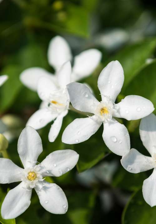 LIDL 'regala' la planta con flor de primavera que resiste a las plagas y ahuyenta a los mosquitos por menos de 10€