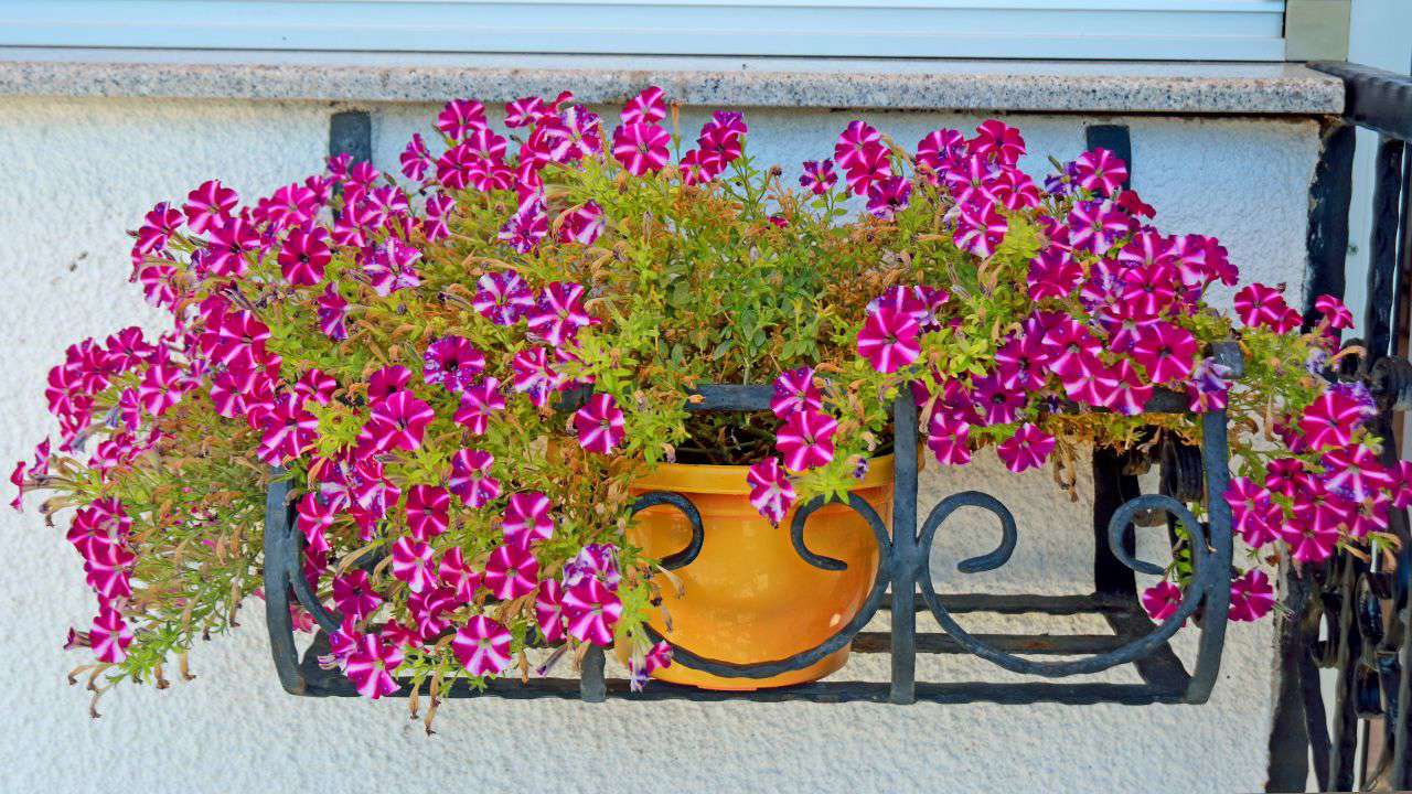 Lidl agotará la planta con flor que resiste el calor sevillano por 6€: necesita poca agua y decora cualquier balcón