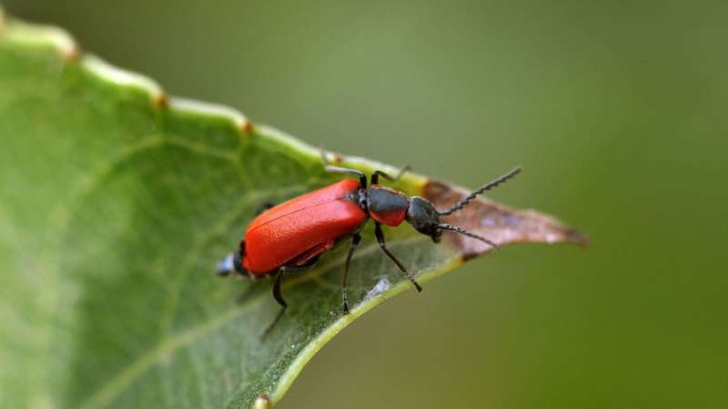 plagas de insectos poco comunes escarabajo cardenal cabeza negra