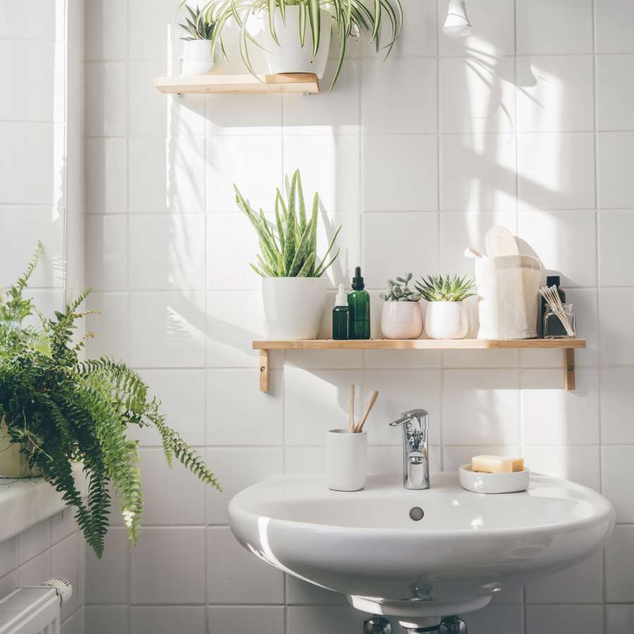 Lidl 'regala' la planta que absorbe la humedad más fácil de mantener y resistente por 2€ (ideal para el baño) 