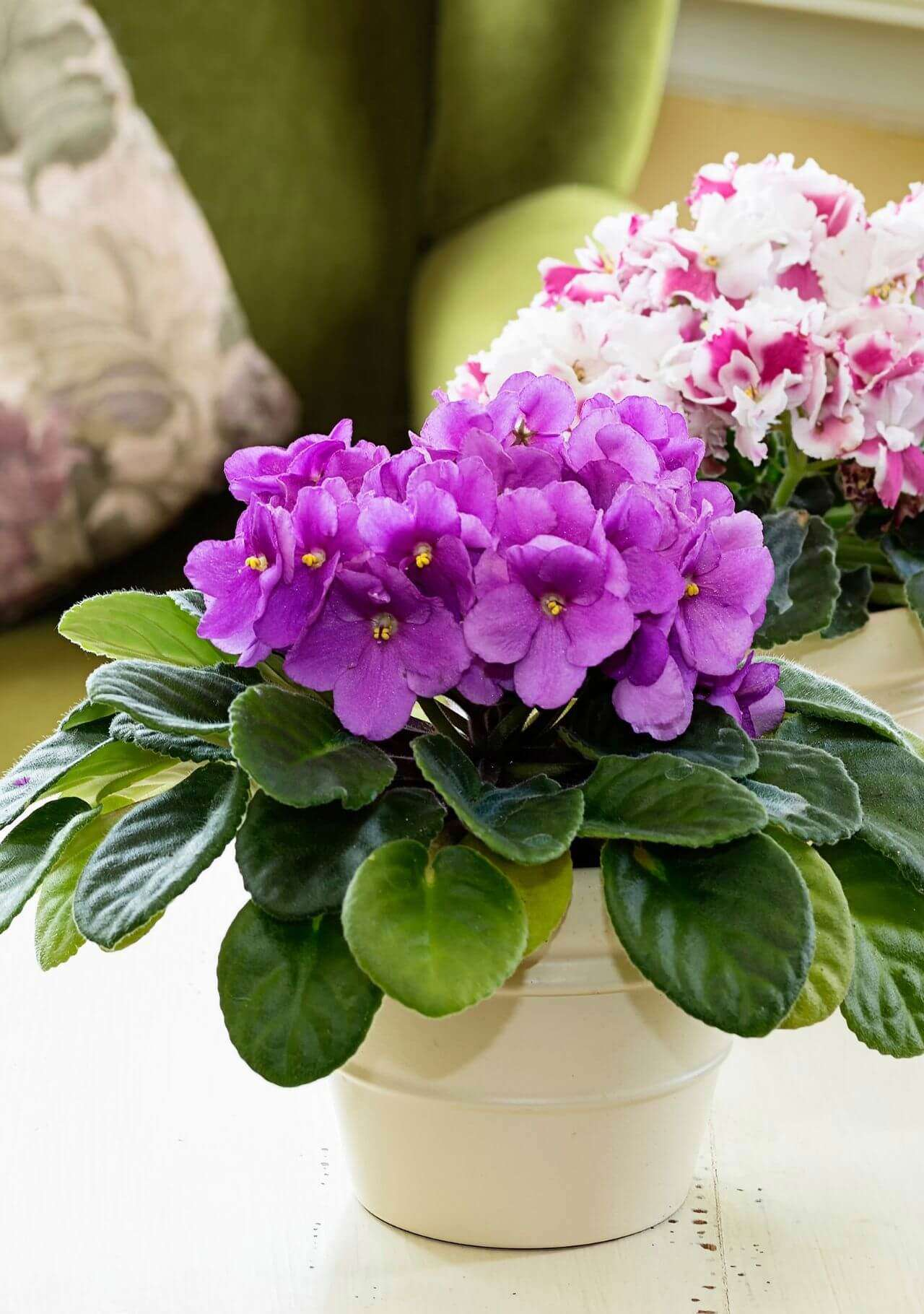 plantas flores moradas violeta africana