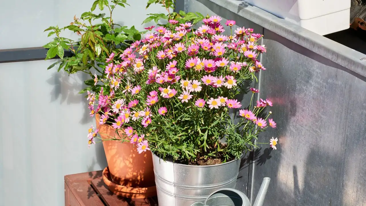 La planta con flor asiática de LIDL que decorará mi balcón todo el verano porque es la más resistente al sol