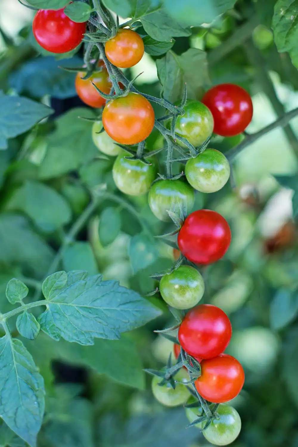 plantas aromaticas exterior tomate cereza