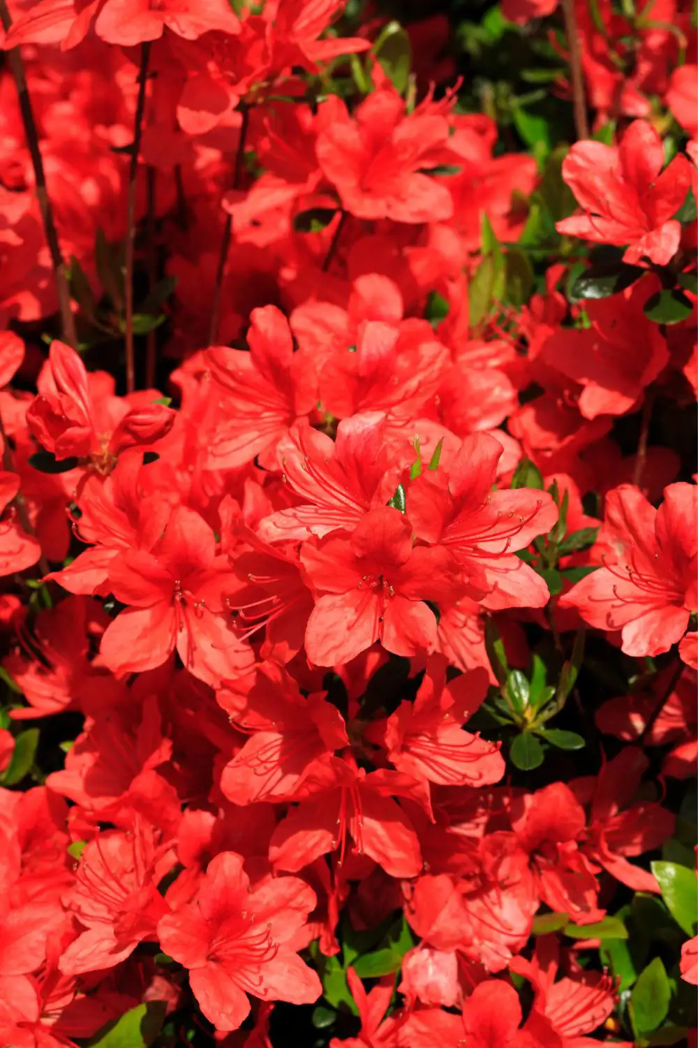 plantas flores rojas azalea