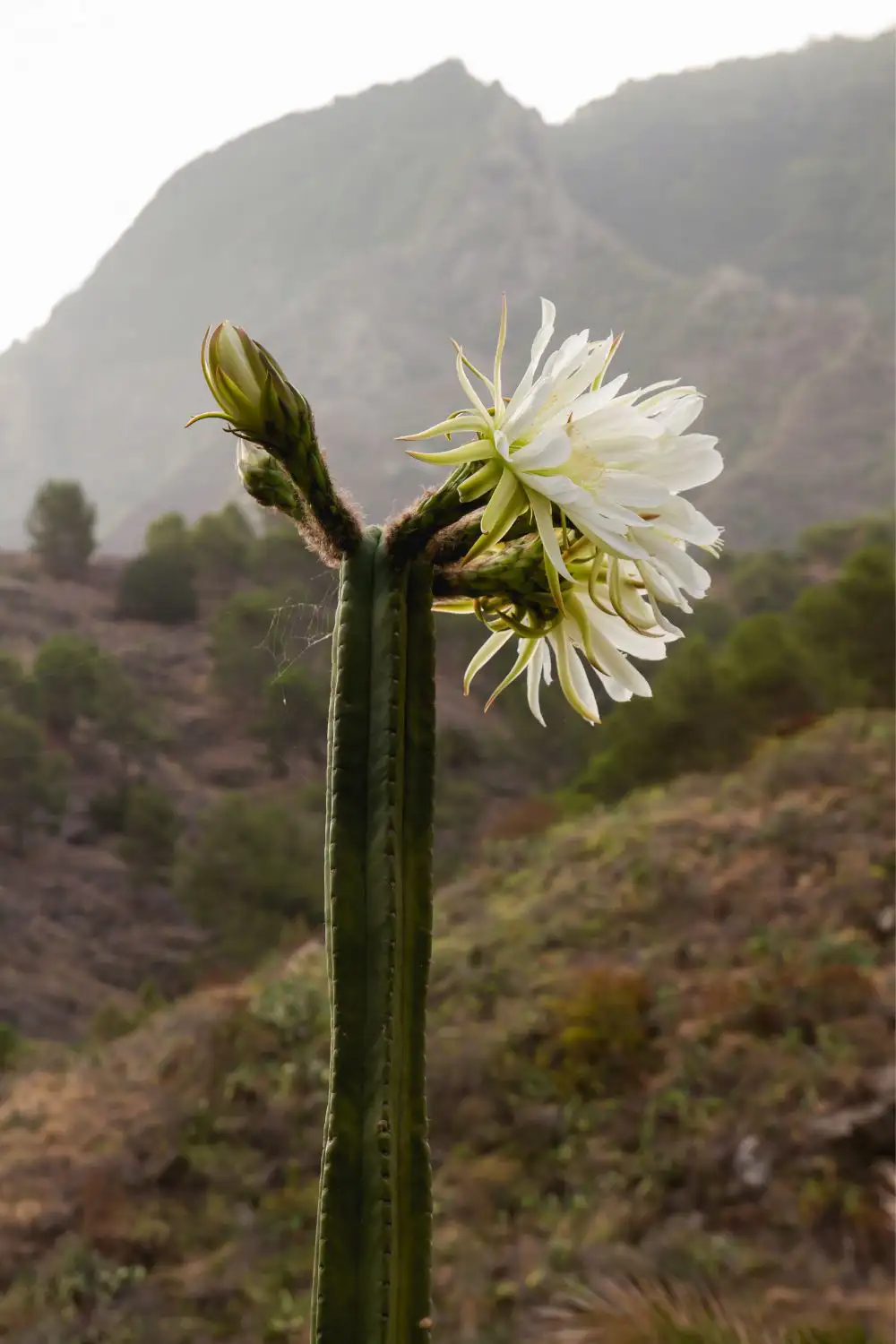 plantas suculentas con flor cactus de san pedro