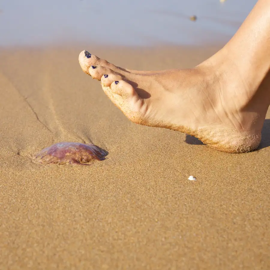 La OCU lo confirma: NO hagas esto si te pica una medusa (y 5 cosas que sí cuando estés en casa)