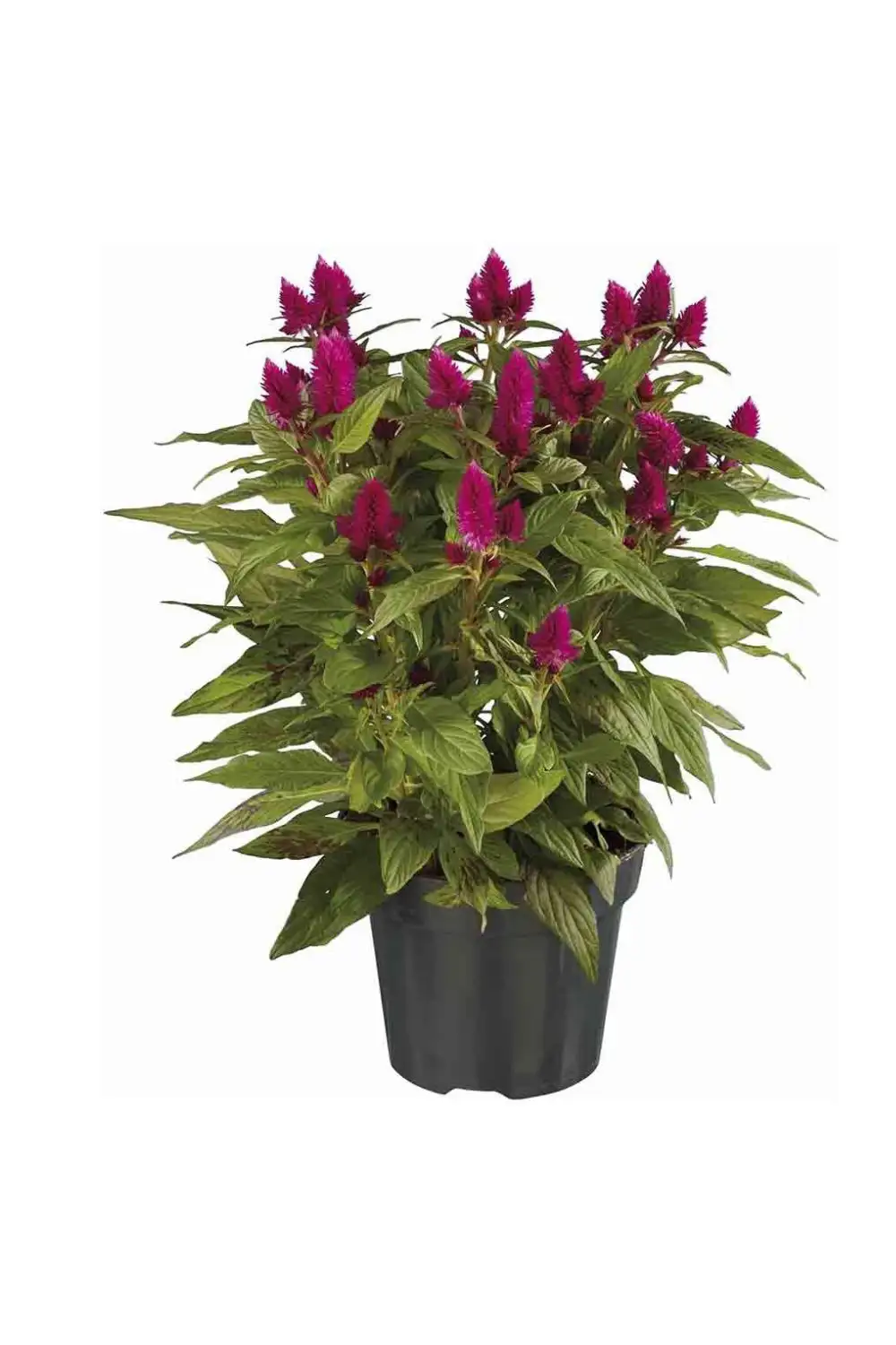 plantas de otoño Lidl celosia