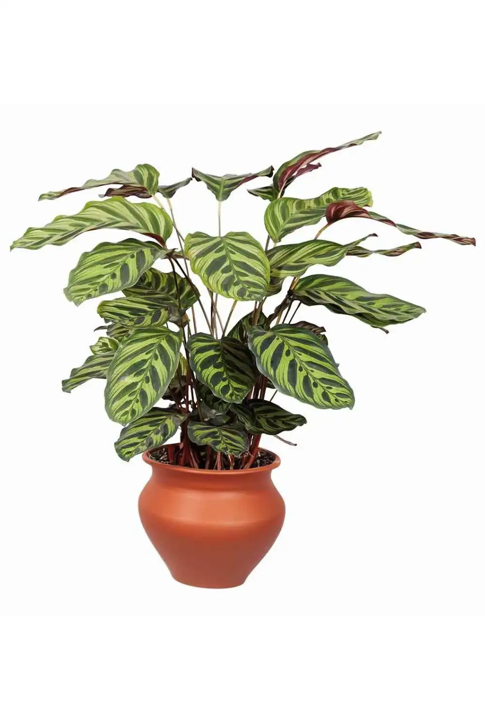 plantas de otoño lidl calathea