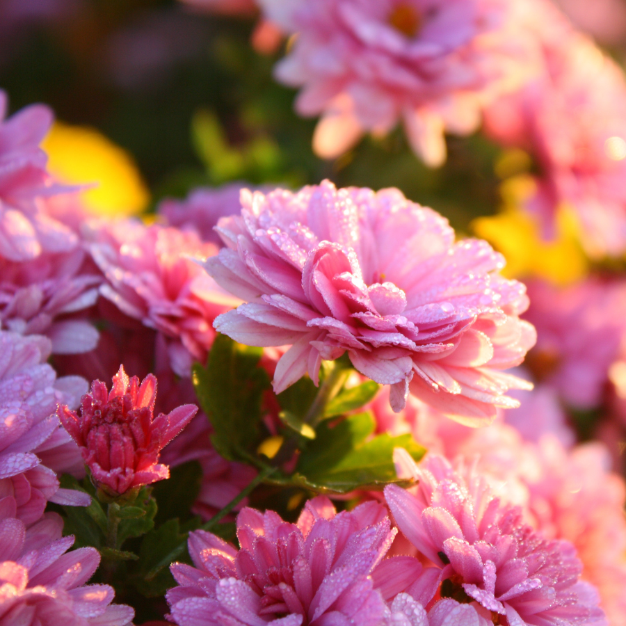 Las 9 plantas de otoño del catálogo de LIDL que serán tendencia en septiembre: resistentes y fáciles de cuidar desde 1€