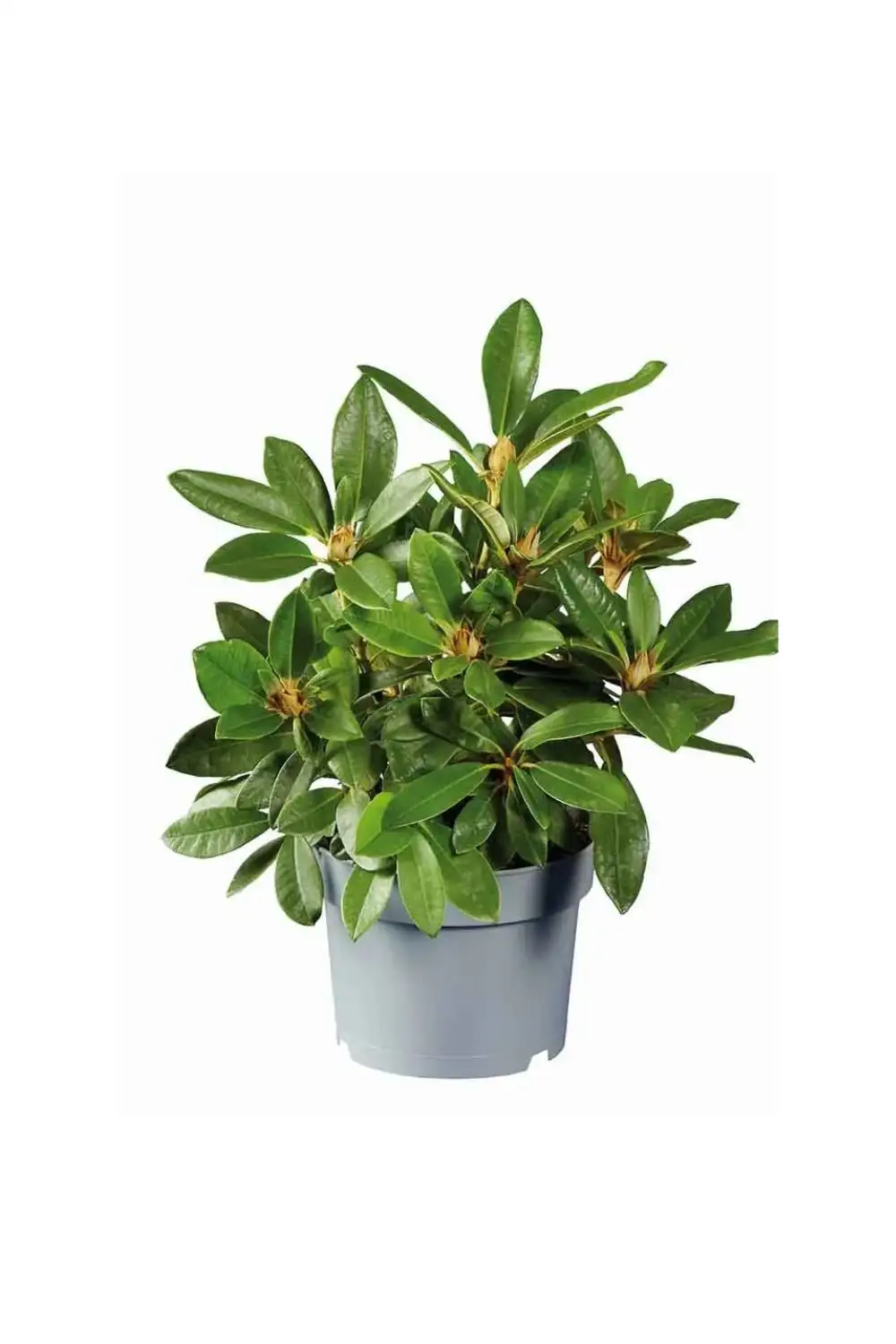 plantas aldi lidl rododendro