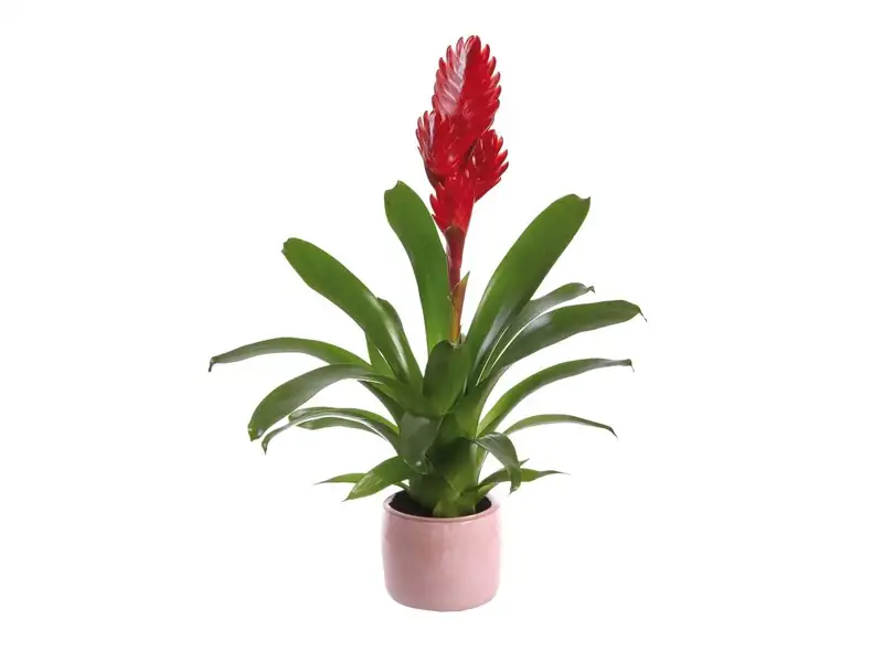 bromelia lidl