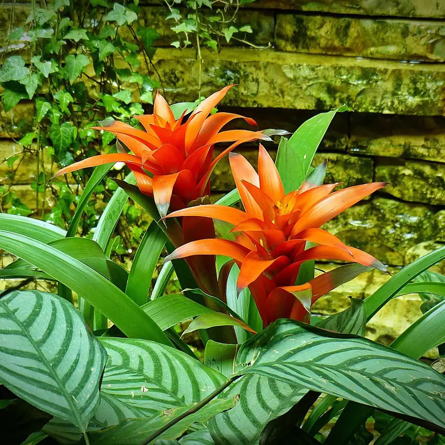 bromelia planta lidl