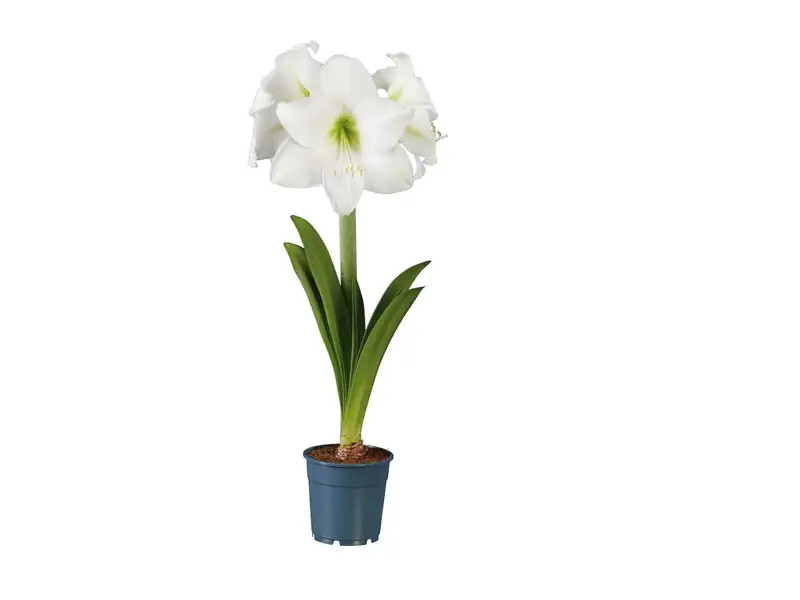 planta lidl amaryllis 01