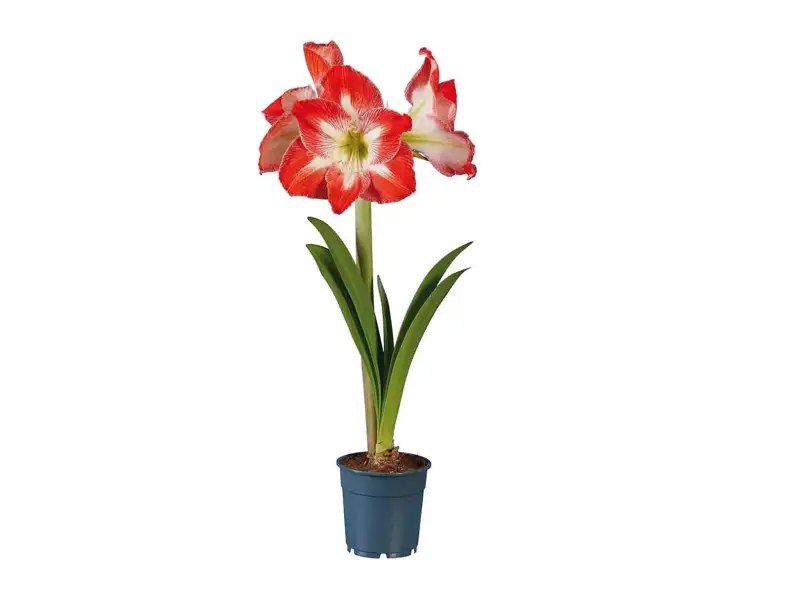 planta lidl amaryllis 02