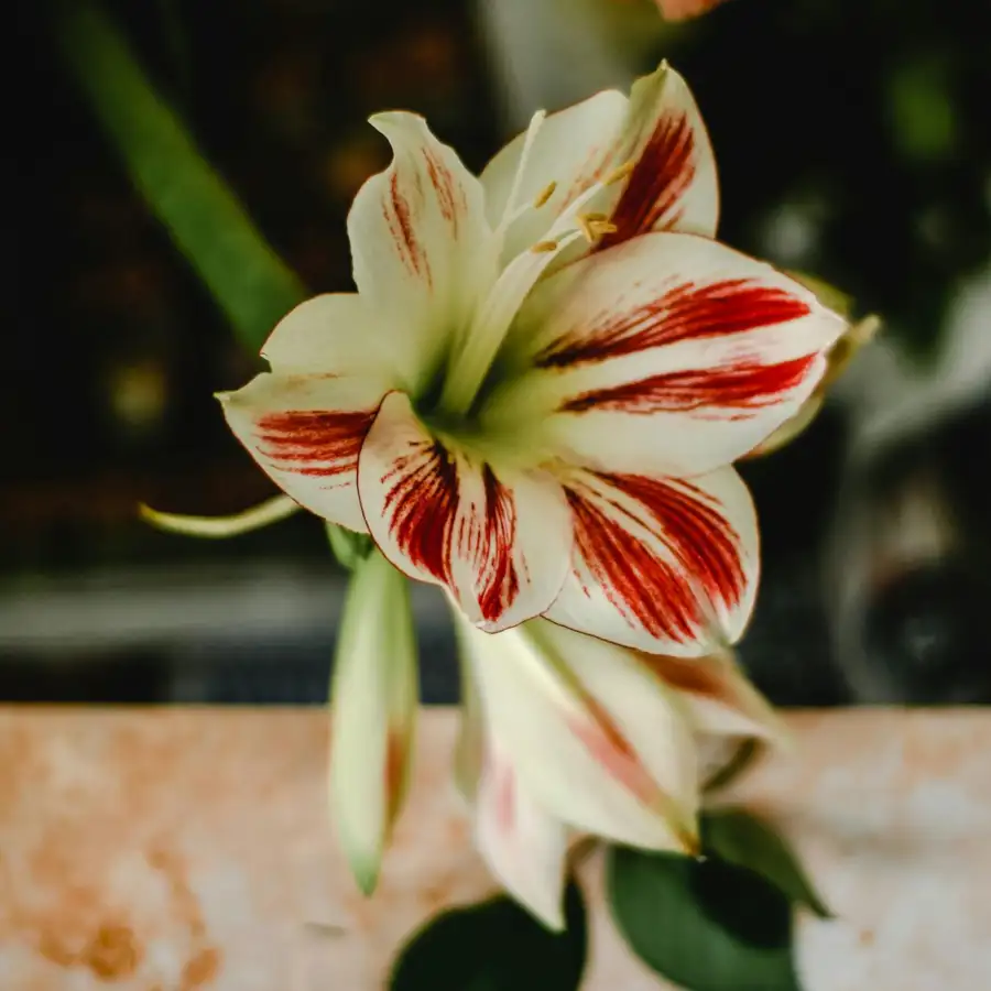 planta lidl amaryllis