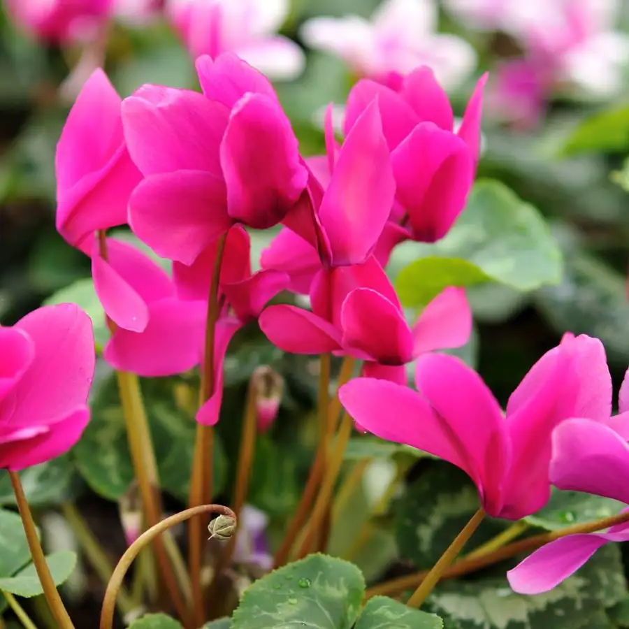 Lidl "regala" por menos de 2€ la planta con flor del color tendencia este Otoño/Invierno 2025 ideal para balcones pequeños