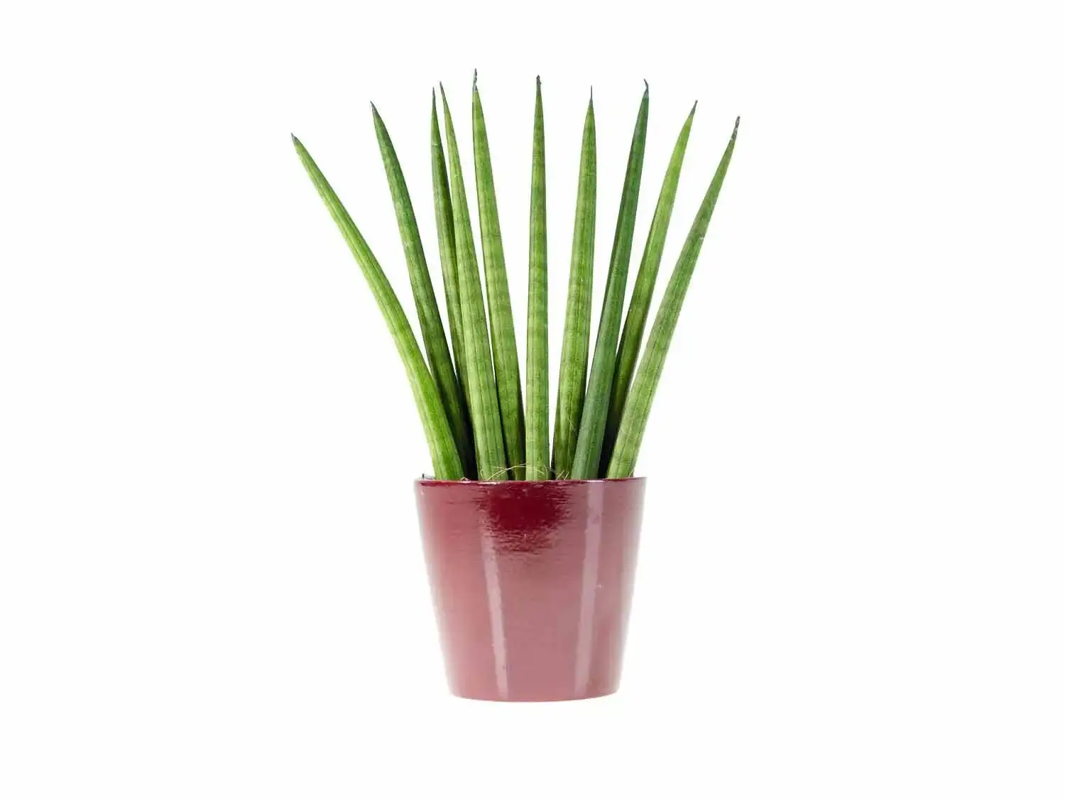 sansevieria lidl