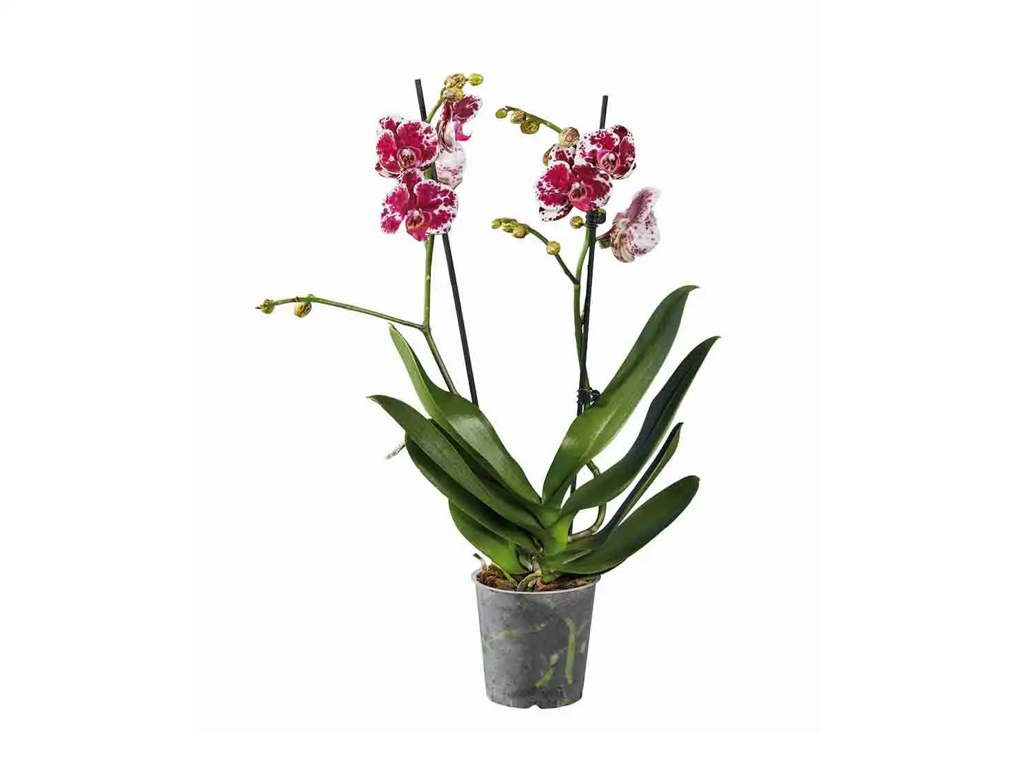 plantas de lidl orquidea