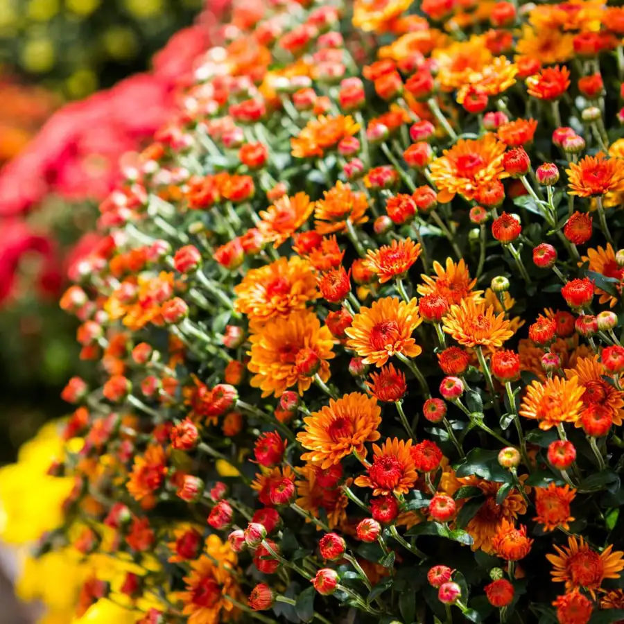 Acaban de llegar a LIDL las 7 plantas de invierno en tendencia para decorar pisos y balcones pequeños (desde 2€)