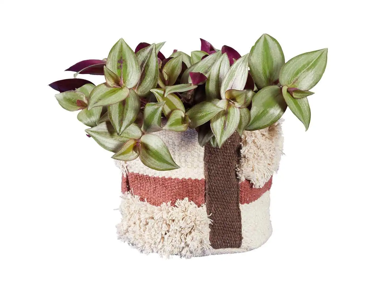 planta Lidl Tradescantia