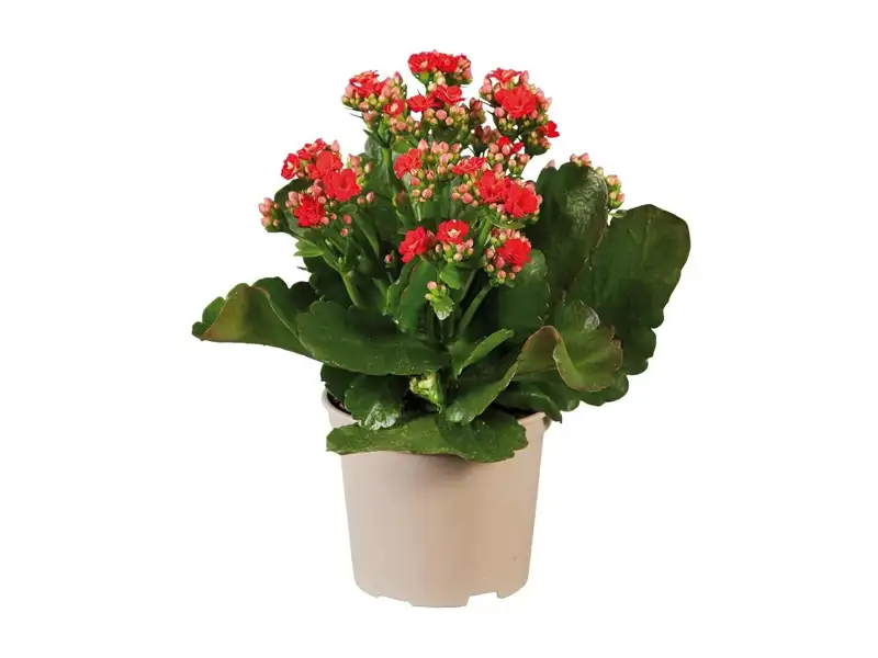 kalanchoe lidl