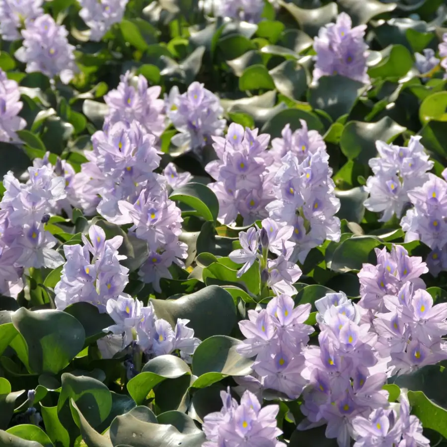 LIDL “regala” hoy la planta con flor por 1,99€ más elegante y resultona para el invierno: florece justo ahora y es fácil de cuidar