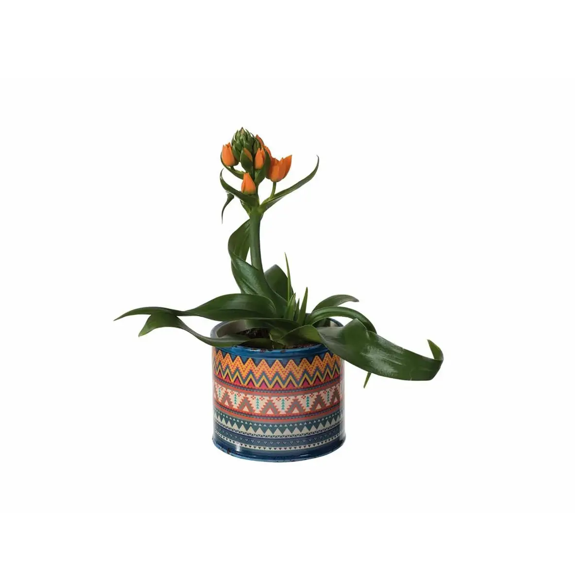 planta lidl ornithogalum