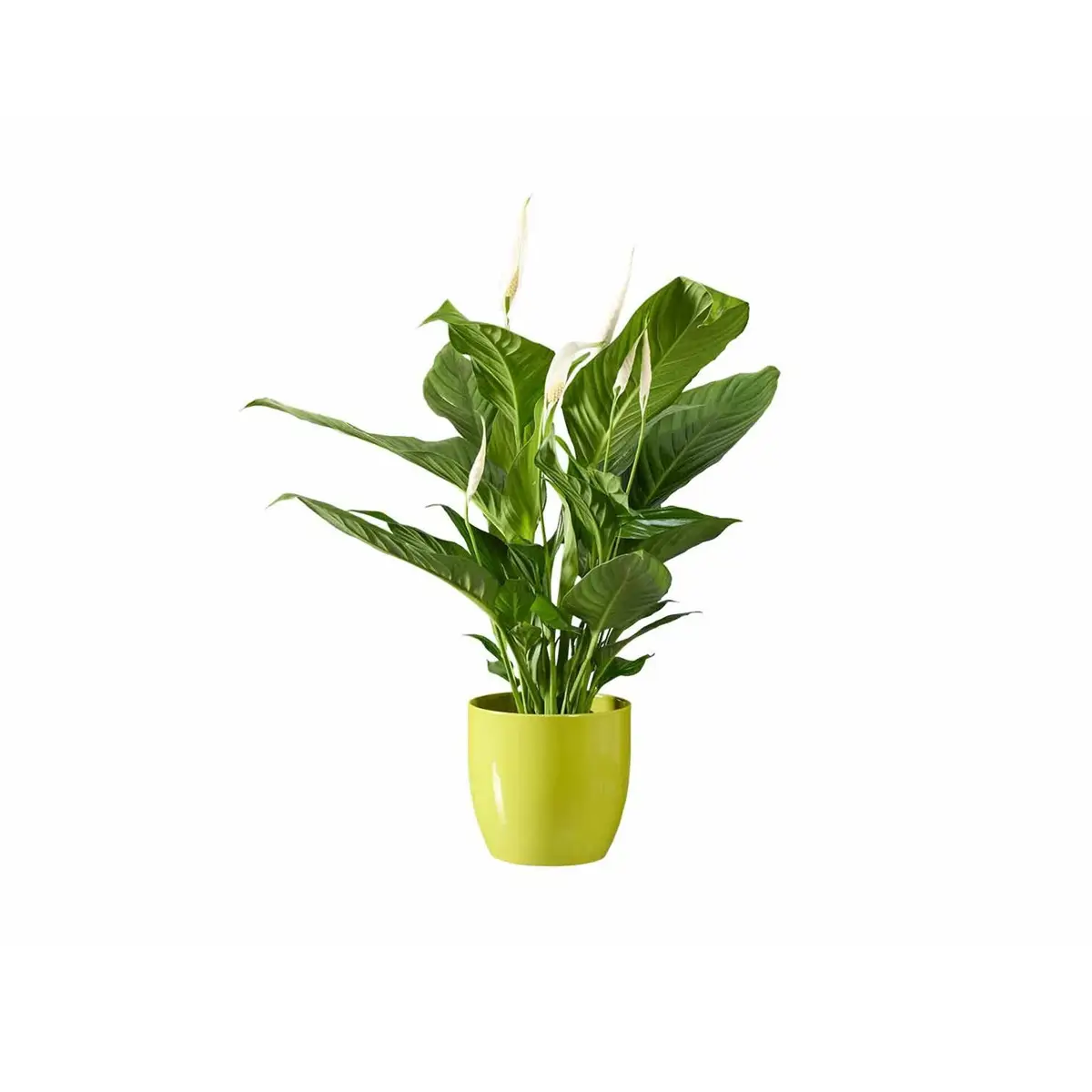 plantas lidl espatifilo