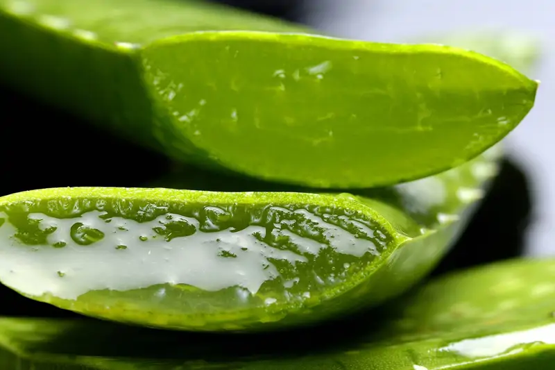 Aloe vera axilas