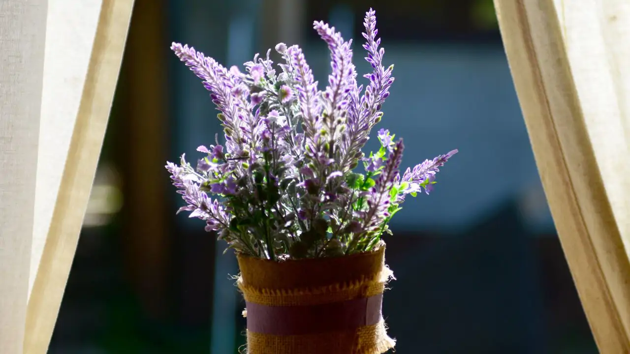 Esta es la plantita con flor aromática que elimina los malos olores del baño