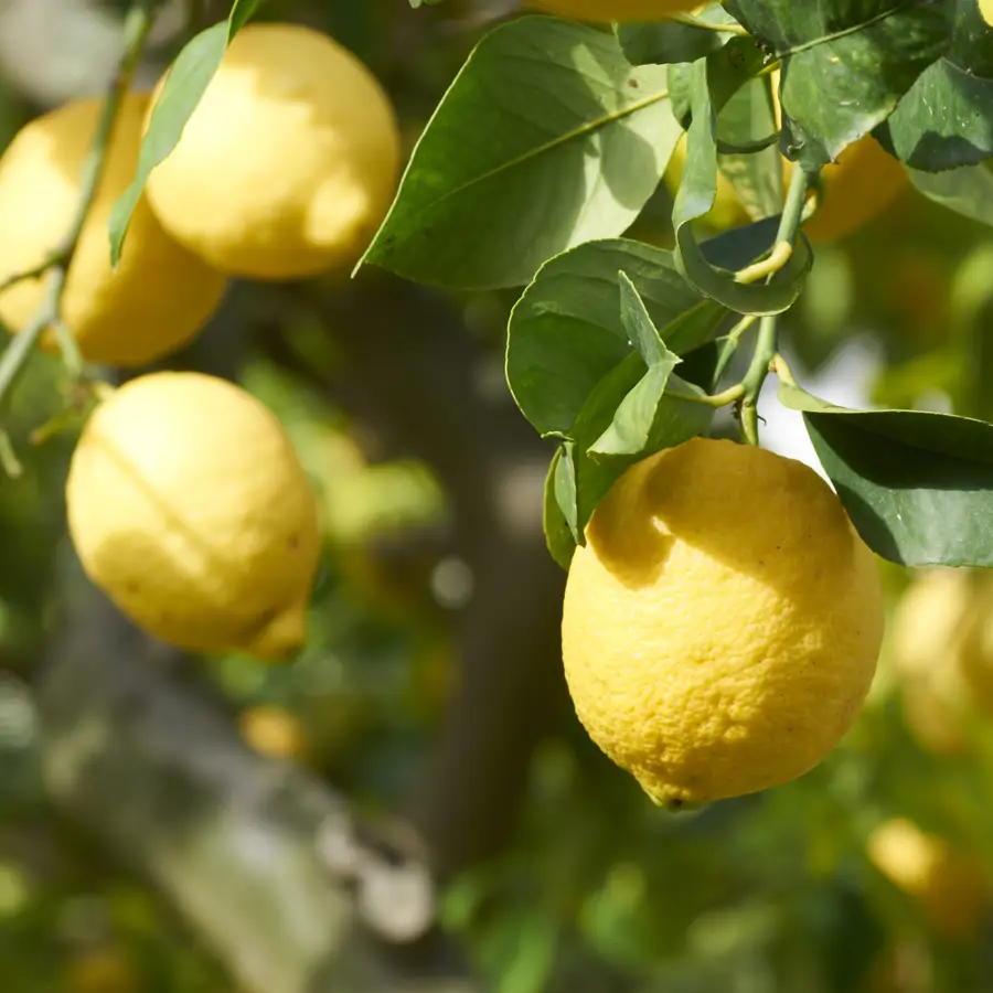 Jaime Gumiel, experto en jardinería: "¿Te ha pasado tener un limonero y que eche limones, pero cuando están pequeñitos se caen?"