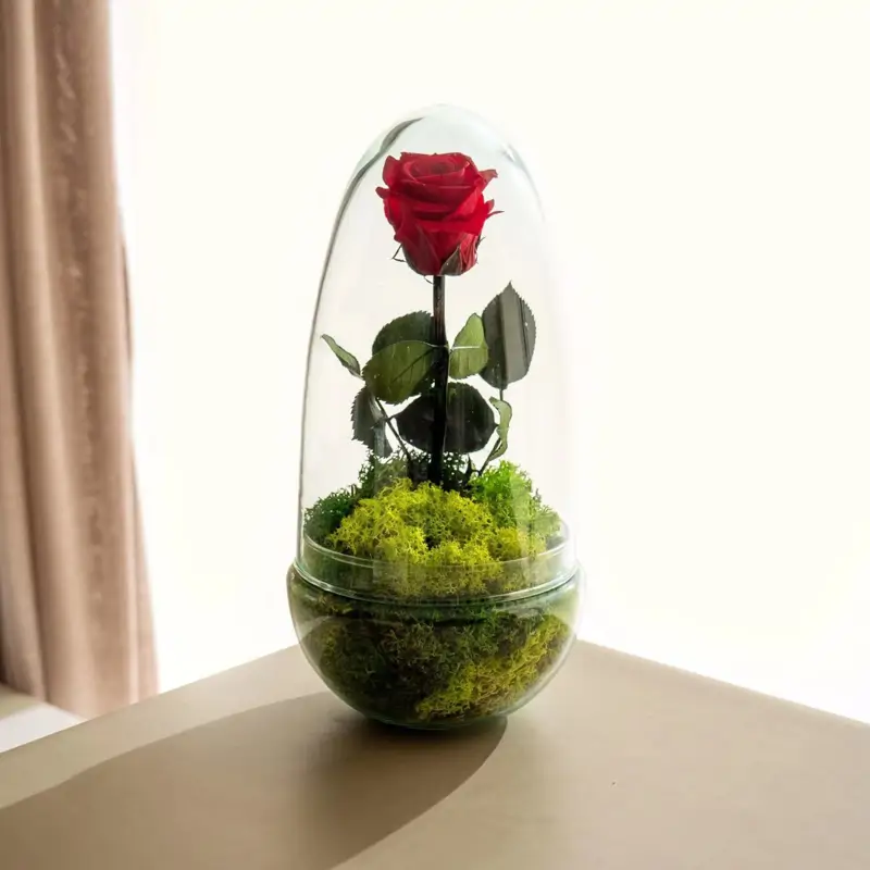 rosa