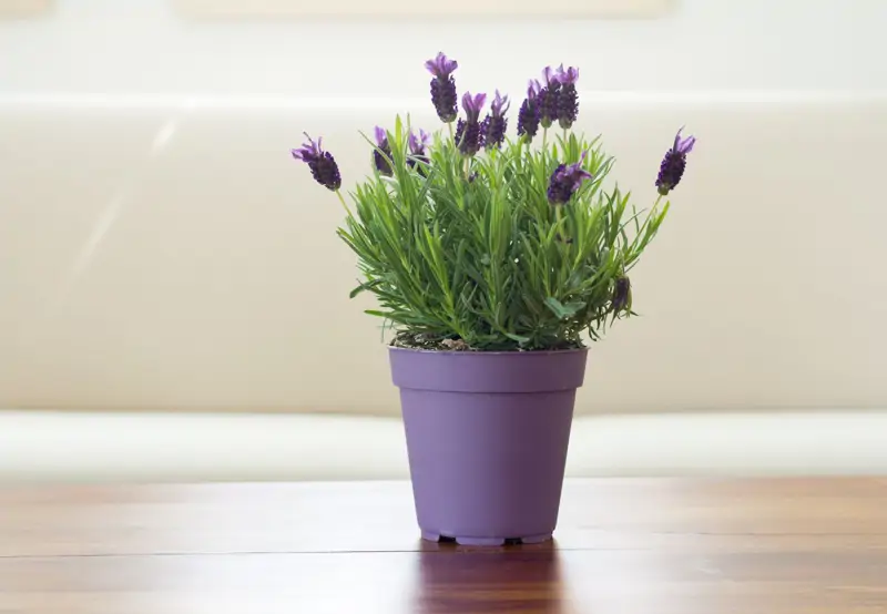 lavanda
