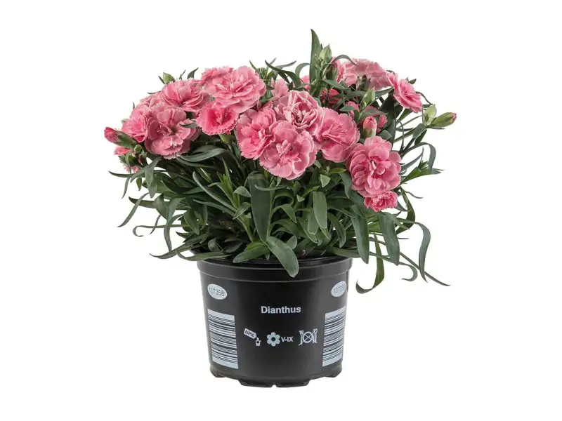 clavel lidl