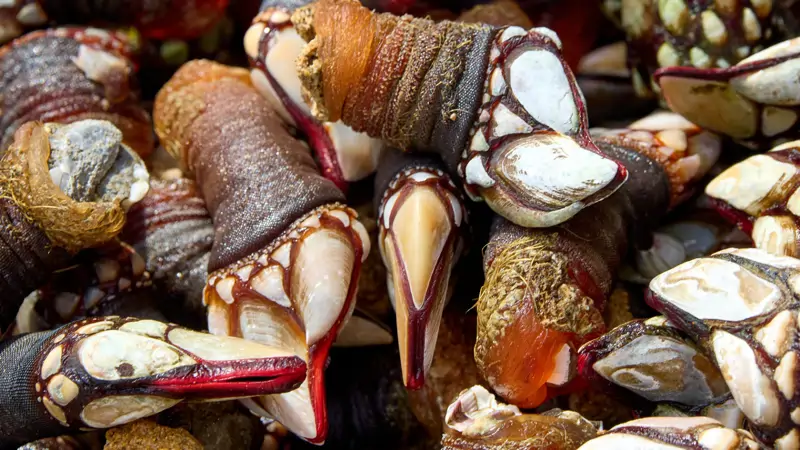 Percebes