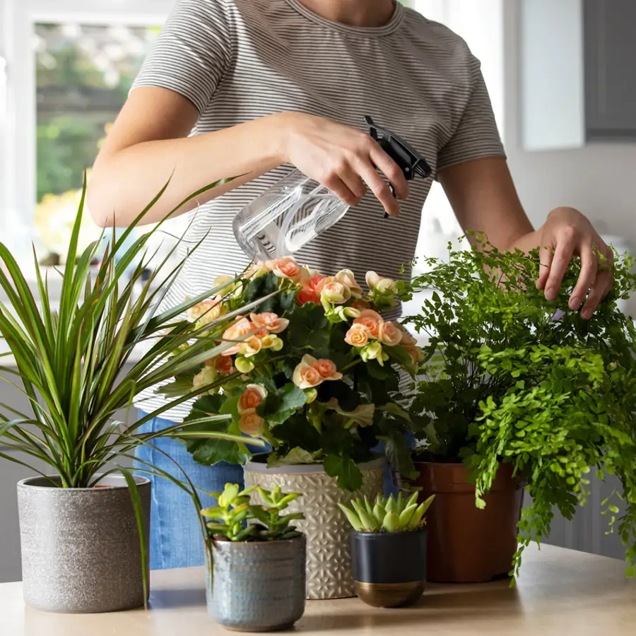 Plantas