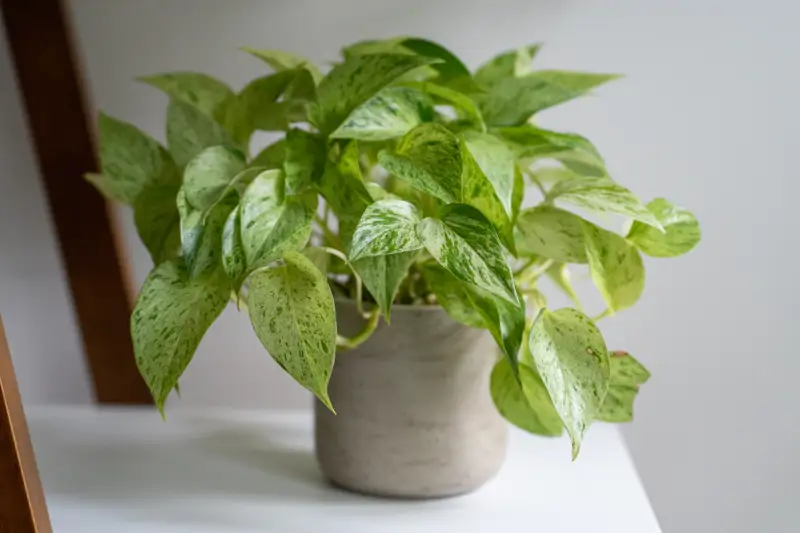 Plantas