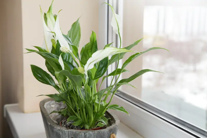 Plantas