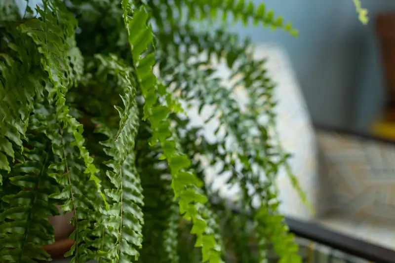 Plantas