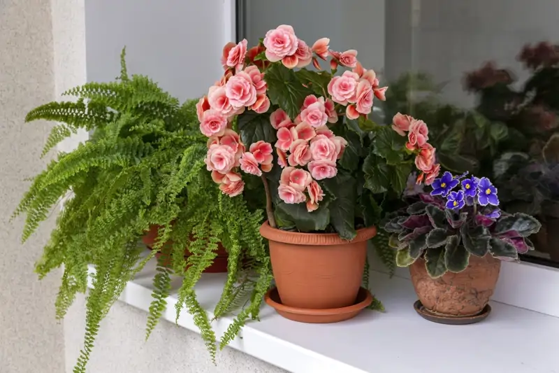 Plantas
